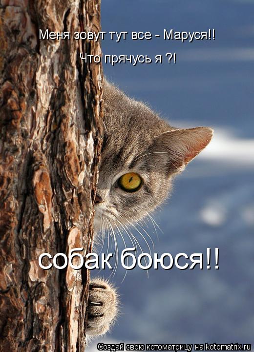 Меня зовут тут все - Маруся!! Что прячусь я ?! собак боюся!!... Котоматрица: Меня зовут тут все - Маруся!! Что прячусь я ?! собак боюся!!