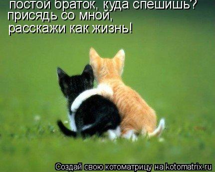 постой браток, куда спешишь? расскажи как жизнь! присядь со мной,... Котоматрица: постой браток, куда спешишь? расскажи как жизнь! присядь со мной,