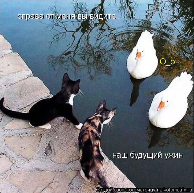 справа от меня вы видите... наш будущий ужин О_о... Котоматрица: справа от меня вы видите... наш будущий ужин О_о