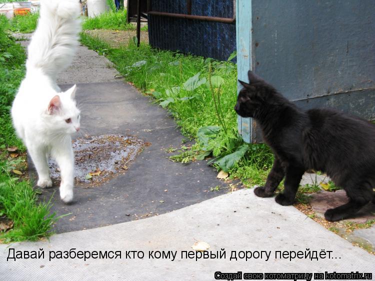 Котоматрица: Давай разберемся кто кому первый дорогу перейдёт...