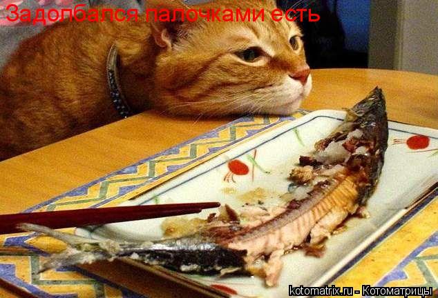 Задолбался палочками есть... Котоматрица: Задолбался палочками есть