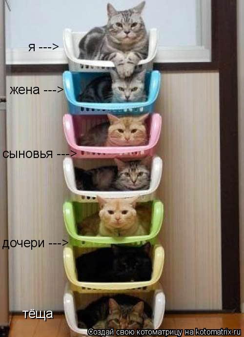сыновья ---> дочери ---> тёща я ---> жена --->... Котоматрица: сыновья ---> дочери ---> тёща я ---> жена --->