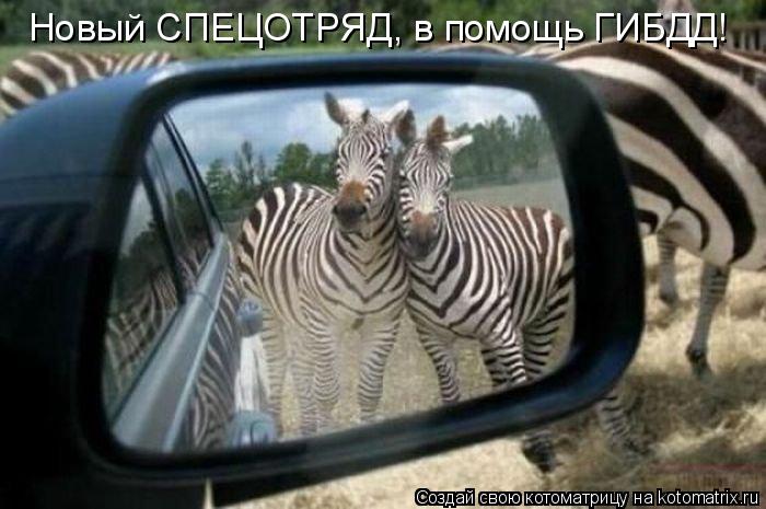 Новый СПЕЦОТРЯД, в помощь ГИБДД!... Котоматрица: Новый СПЕЦОТРЯД, в помощь ГИБДД!