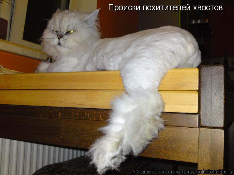 Происки похитителей хвостов... Котоматрица: Происки похитителей хвостов