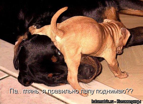 Па.. глянь, я правильно лапу поднимаю??... Котоматрица: Па.. глянь, я правильно лапу поднимаю??