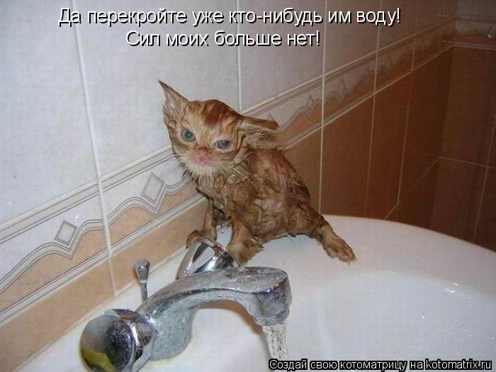 Котоматрица: Да перекройте уже кто-нибудь им воду! Сил моих больше нет!