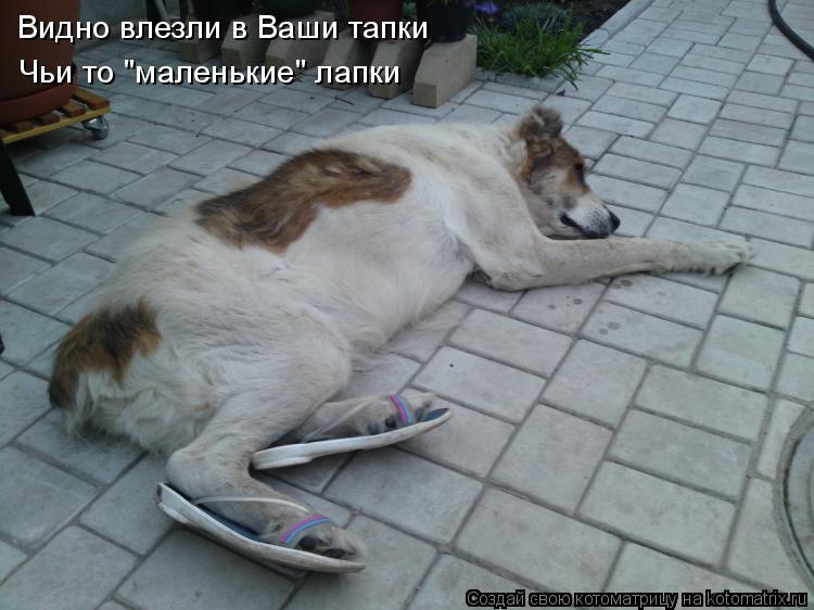 Видно влезли в Ваши тапки Чьи-то "маленькие" лапки. Видно влезли в Ваши тапки Чьи то "маленькие" л... Котоматрица: Видно влезли в Ваши тапки Чьи-то "маленькие" лапки. Видно влезли в Ваши тапки Чьи то "маленькие" лапки