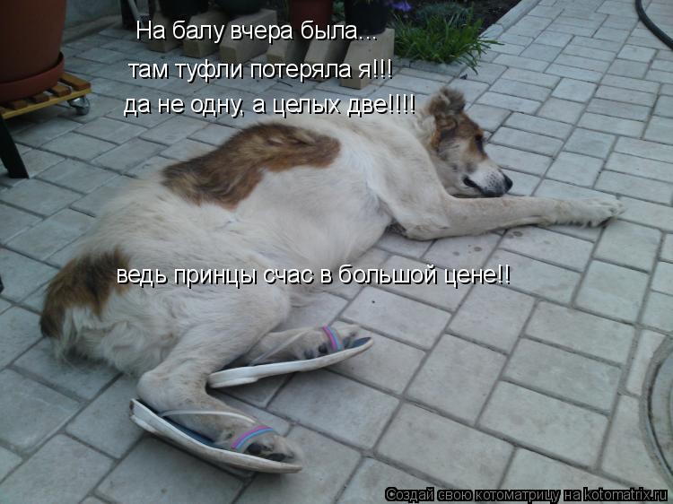 Котоматрица: На балу вчера была... там туфли потеряла я!!! да не одну, а целых две!!!! ведь принцы счас в большой цене!!