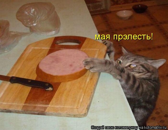 мая прэлесть!... Котоматрица: мая прэлесть!