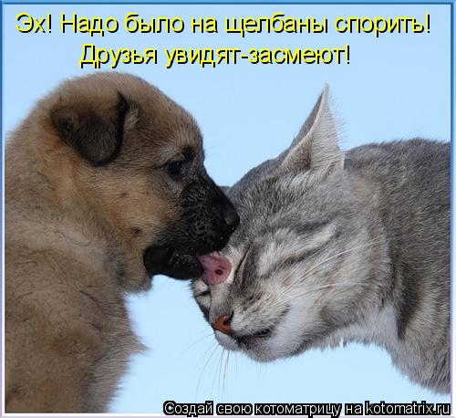 Котоматрица: Эх! Надо было на щелбаны спорить! Друзья увидят-засмеют!