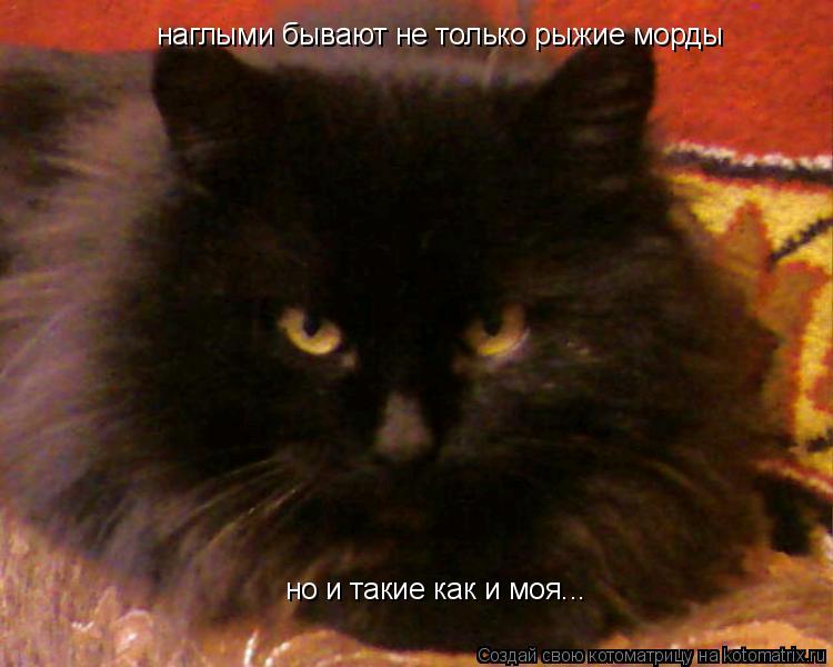 наглыми бывают не только рыжие морды но и такие как и моя...... Котоматрица: наглыми бывают не только рыжие морды но и такие как и моя...