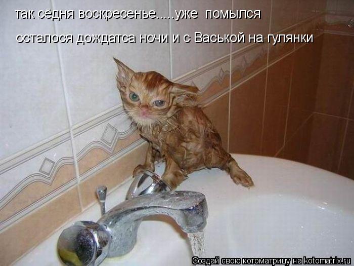 осталося дождатса ночи и с Васькой на гулянки так сёдня воскресенье.....уже помылся... Котоматрица: осталося дождатса ночи и с Васькой на гулянки так сёдня воскресенье.....уже помылся