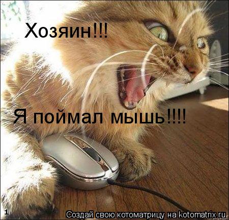 Хозяин!!! Я поймал мышь!!!!... Котоматрица: Хозяин!!! Я поймал мышь!!!!