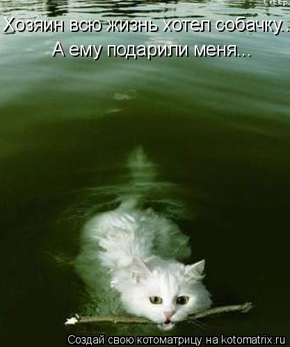 Хозяин всю жизнь хотел собачку... А ему подарили меня...... Котоматрица: Хозяин всю жизнь хотел собачку... А ему подарили меня...