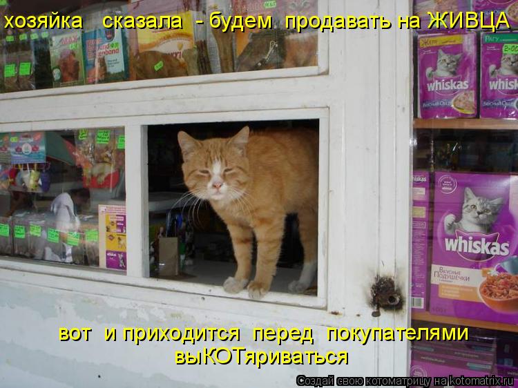 Котоматрица: хозяйка   сказала  - будем  продавать на ЖИВЦА вот  и приходится  перед  покупателями выКОТяриваться