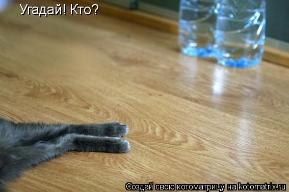 Угадай! Кто?... Котоматрица: Угадай! Кто?