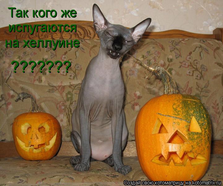 Котоматрица: Так кого же испугаются на хеллуине ???????