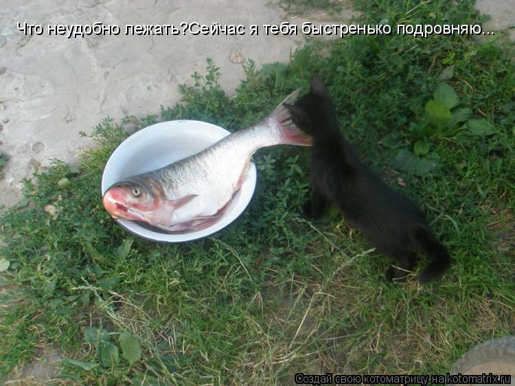 Котоматрица: Что неудобно лежать?Сейчас я тебя быстренько подровняю...