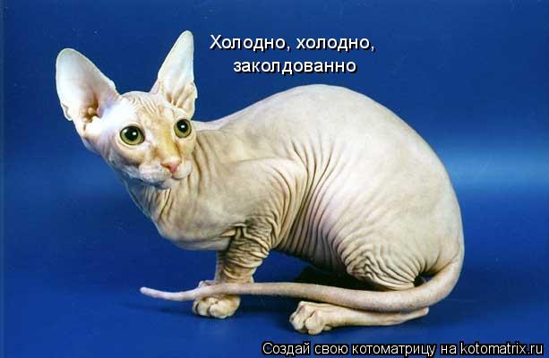 Котоматрица: Холодно, холодно,  заколдованно