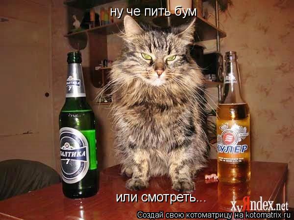 Котоматрица: ну че пить бум или смотреть...