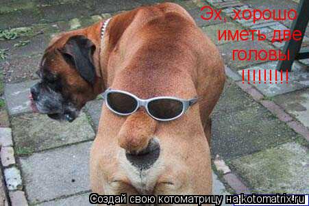 Эх, хорошо иметь две головы !!!!!!!!!... Котоматрица: Эх, хорошо иметь две головы !!!!!!!!!