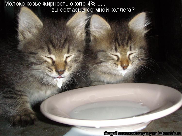 Молоко козье,жирность около 4% ..... вы согласны со мной коллега?... Котоматрица: Молоко козье,жирность около 4% ..... вы согласны со мной коллега?