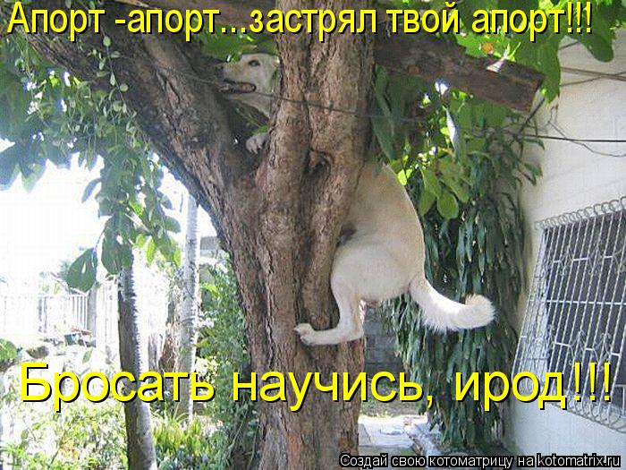 Бросать научись, ирод!!! Апорт -апорт...застрял твой апорт!!!... Котоматрица: Бросать научись, ирод!!! Апорт -апорт...застрял твой апорт!!!