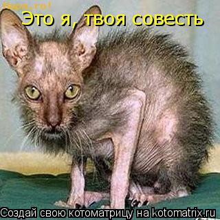 Это я, твоя совесть... Котоматрица: Это я, твоя совесть