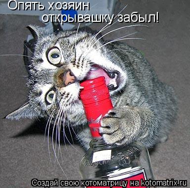 Опять хозяин открывашку забыл!... Котоматрица: Опять хозяин открывашку забыл!