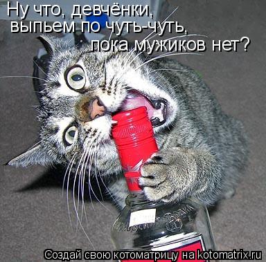 Ну что, девчёнки, выпьем по чуть-чуть, пока мужиков нет?... Котоматрица: Ну что, девчёнки, выпьем по чуть-чуть, пока мужиков нет?