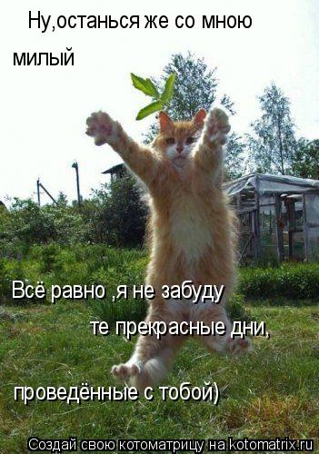 Котоматрица: Ну,останься же со мною милый Всё равно ,я не забуду те прекрасные дни, проведённые с тобой)