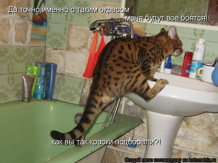 Котоматрица: Да,точно,именно с таким окрасом меня будут все боятся! как вы так краски подобрали?!