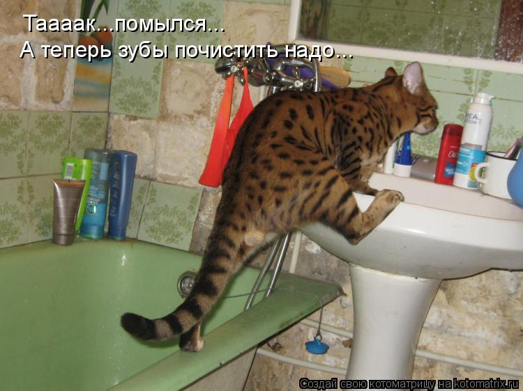 Котоматрица: Таааак...помылся... А теперь зубы почистить надо...