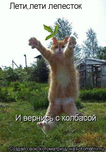 Котоматрица: Лети,лети лепесток И вернись с колбасой