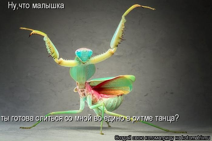 Котоматрица: Ну,что малышка ты готова слиться со мной во едино в ритме танца?