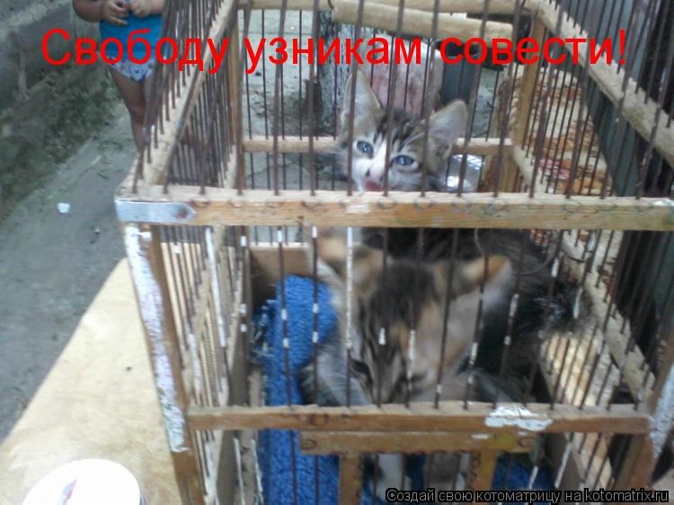 Котоматрица: Свободу узникам совести!