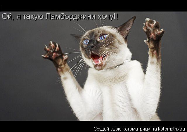 Ой, я такую Ламборджини хочу!!... Котоматрица: Ой, я такую Ламборджини хочу!!