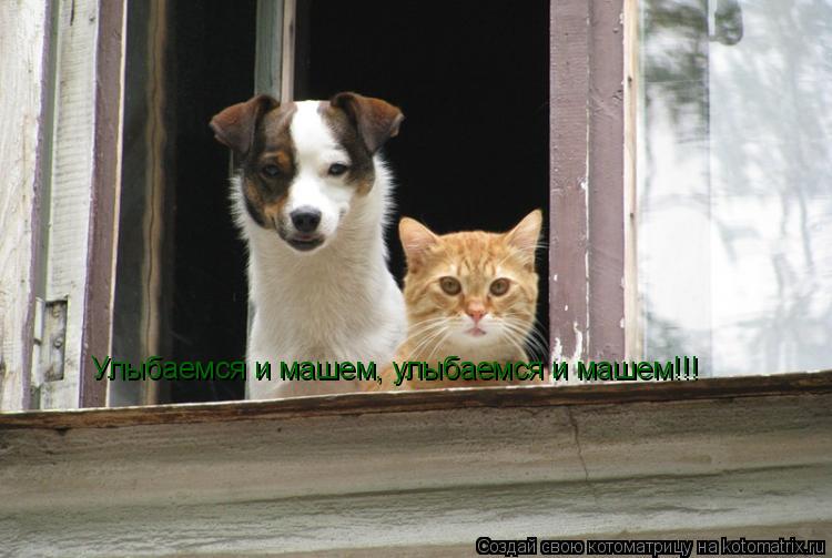 Улыбаемся и машем, улыбаемся и машем!!!... Котоматрица: Улыбаемся и машем, улыбаемся и машем!!!