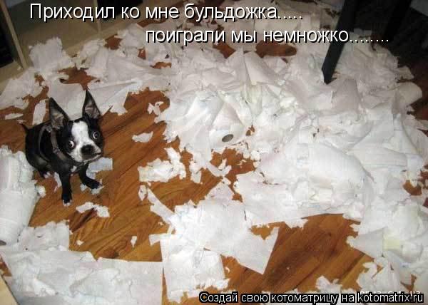 Приходил ко мне бульдожка..... поиграли мы немножко........... Котоматрица: Приходил ко мне бульдожка..... поиграли мы немножко........
