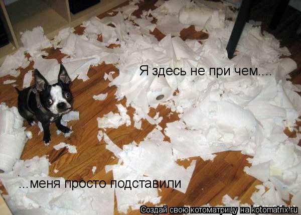 Котоматрица: Я здесь не при чем.... ...меня просто подставили