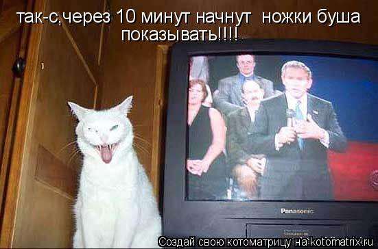 Котоматрица: так-с,через 10 минут начнут  ножки буша  показывать!!!!