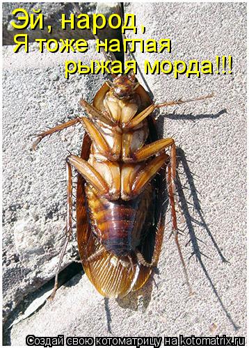 Котоматрица: Эй, народ, Я тоже наглая  рыжая морда!!!