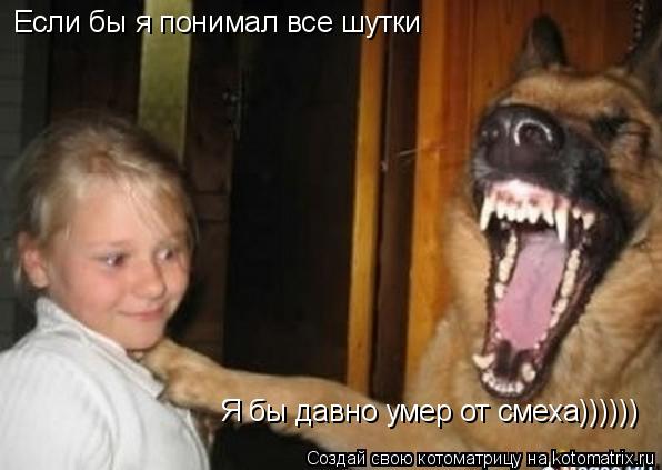 Котоматрица: Если бы я понимал все шутки Я бы давно умер от смеха))))))