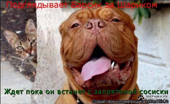 Подглядывает Барсик за Шариком Ждет пока он встанет с запрятоной сосиски... Котоматрица: Подглядывает Барсик за Шариком Ждет пока он встанет с запрятоной сосиски