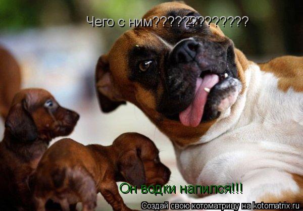 Чего с ним????????????? Он водки напился!!!... Котоматрица: Чего с ним????????????? Он водки напился!!!