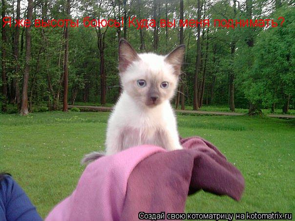 Я же высоты боюсь! Куда вы меня поднимать?... Котоматрица: Я же высоты боюсь! Куда вы меня поднимать?