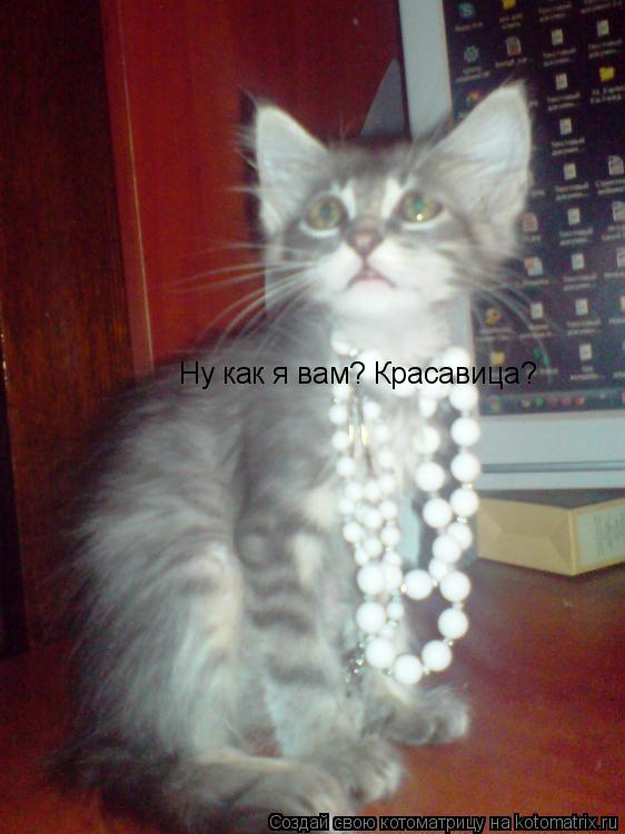 Ну как я вам? Красавица?... Котоматрица: Ну как я вам? Красавица?