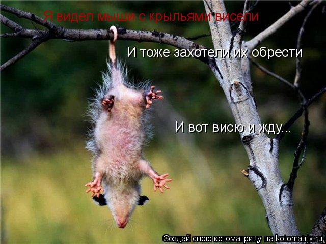 Котоматрица: Я видел мыши с крыльями висели И тоже захотели их обрести И вот висю и жду...