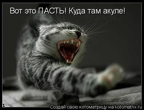 Котоматрица: Вот это ПАСТЬ! Куда там акуле!