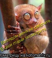 Котоматрица: Взглядом меня не сверлите, В свои глазки посмотрите...